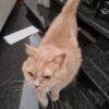 FLUTE - Femmina - 9 anni (nata a maggio 2016)  - Razza: British Shorthair  - Carattere: buona, socievole, tranquilla   Foto 4